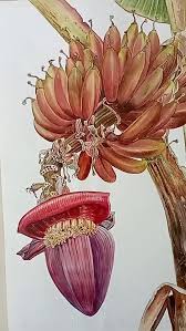 Image result for Musa acuminata