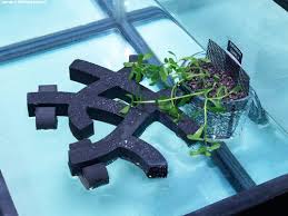 3 Proven Riparium Plant Combinations Plant Combinations Planted Aquarium Plants