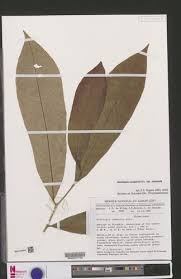 Image result for Octolepis