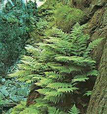 Fern Ecology Britannica