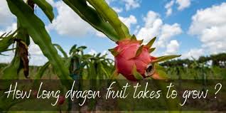 You should prune dragon fruit plants on a regular basis to control size and improve air circulation. Here S How Long Dragon Fruit Takes To Grow Foodiosity