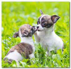 Please do not give up on your dog without working with me first. Chihuahua Potty Training And Housebreaking