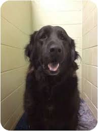 Be the first to find out about new pets listings! Knoxville Tn Newfoundland Meet Frodo A Pet For Adoption