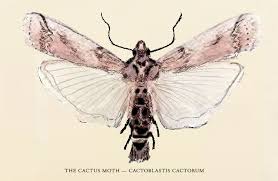 Used in africa and australia to remove pest cactus, it is the larvae of the cactus moth are much easier to identify because they are bright its arrival in florida was of concern because of the native opuntia and the ornamental species and the. Scientists At Ut S Brackenridge Field Laboratory Are Fighting A Prickly Predator Ut News