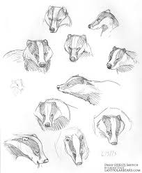 Daily Animal Sketch Badgers And Caribou The Last Of The Polar Bears Animal Sketches Badger Illustration Animal Drawings