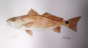 Redfish Watercolor Red Fish Fish Art Sketchbook Inspiration