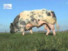 Although the belgian blue produces a very high quality carcass, they can be quite difficult to breed. 21 Belgium Blue Ideas Belgian Blue Belgian Blue Cattle Beef Cattle