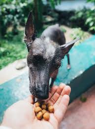 If it's gluten that pooch can't handle, this is one of the best small breed dog foods around — and it's made without a single grain. What Is The Best Dog Food For Small Dogs Bonus Ranking System Big Blog For Small Dogs