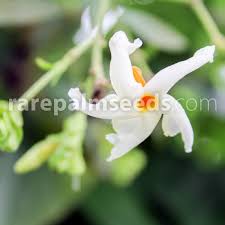 • 11 мая 2021 г. Nyctanthes Arbor Tristis Night Flowering Jasmine Buy Seeds At Rarepalmseeds Com