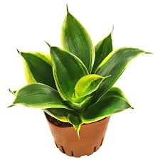 Image result for Sansevieria trifasciata