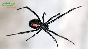 Most are black with bright red markings, although some are brown with bright. 6 Black Widow Spider Facts To Keep In Mind Prohealth Pest Control