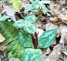 Image result for Heterotis decumbens