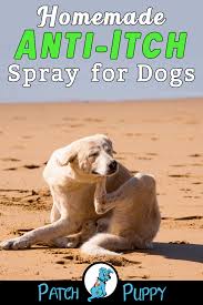 Homemade Anti Itch Spray For Dogs Easy 3 Ingredient Recipe Dog Anti Itch Spray Dog Itching Remedies Itchy Dog Skin