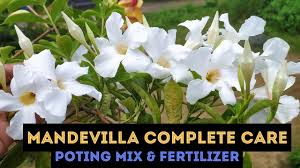 We did not find results for: Mandevilla Plant Temperature Tolerance Smallyardbigdreams Com