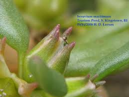 Image result for Sesuvium