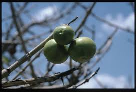 Image result for Vangueria esculenta