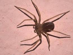 Ragno Violino E Pericoloso Dove Si Trova Cosa Fare Corriere It