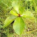 Image result for Stipularia