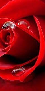 Photo Macro Photography Nature Red Roses Colorful Roses