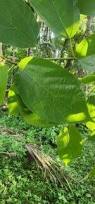 Image result for Ficus exasperata