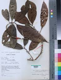 Image result for Beilschmiedia rwandensis