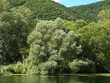 Salix alba (white willow) is a species of willow native to europe and western and central asia. Salix Alba Wikipedia