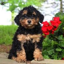 Mini bernedoodle puppies with a 10 year guarantee! 28 Mini Bernedoodles Ideas Bernedoodle Puppy Bernedoodle Dogs