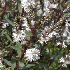 Image result for shrubby veronica hebe