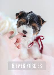 Here you will find the greatest selection of akc puppies for sale along with specialty and hybrid breeds. Toy Teacup Puppies For Sale Teacups Puppies And Boutique