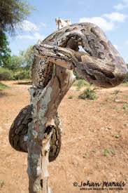 Image result for Dissotis anchietae