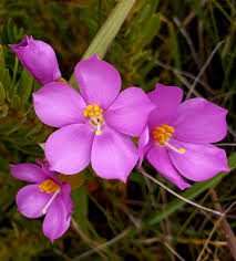 Image result for Afrocanthium burttii