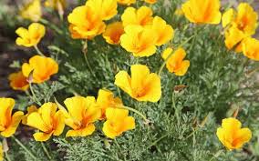 The article below enlightens on the characteristics of these unique birds. Top 20 Plants Flowers That Start With C With Photos