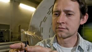 Migratory locusts in a wind tunnel