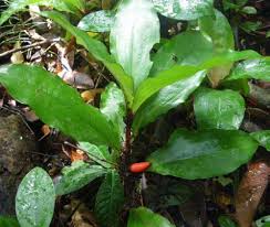 Image result for Plumbago ituriensis