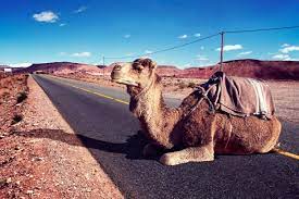 Different states take different approaches. 45 Of The Craziest Driving Rules In The World Yourparkingspace
