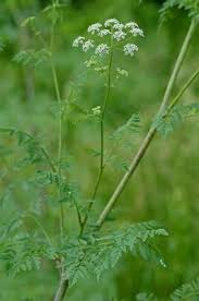 Image result for Conium