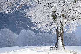 Why Does Snow Melt Around Tree Trunks First Wxpr Winter snowy mountain transparent png clip art image. does snow melt around tree trunks first
