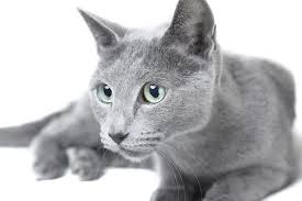 russian blue cats allergies cuteness cat allergies russian blue russian blue cat