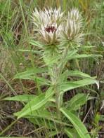 Image result for Macledium zeyheri