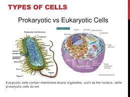 We did not find results for: Cell Structures Organelles Ppt Video Online Download