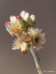 Image result for Pseudognaphalium luteo-album