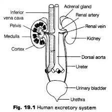 Pin On Biology Notes