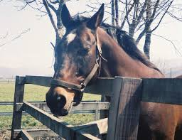 シンザン | 興味本位の素人競馬
