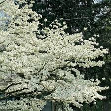 Department of agriculture plant hardiness zones 5 through 9, you can plant dogwood trees that produce bracts in shades of red. Cloud 9 Dogwood Direct Gardening