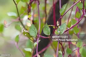 Image result for Basella