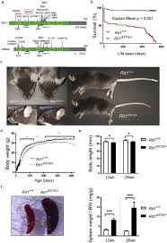 New Noonan Syndrome Model Mice With Rit1 Mutation Exhibit Cardiac Hypertrophy And Susceptibility To B Adrenergic Stimulation Induced Cardiac Fibrosis Ebiomedicine