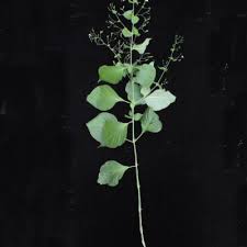 Image result for Justicia scandens