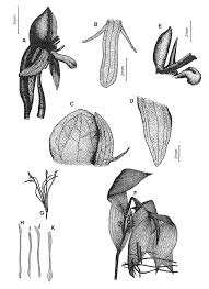 Image result for Platycoryne