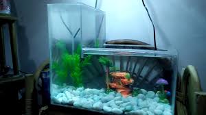 Maybe you would like to learn more about one of these? Aquarium Mini Unik Bentuk L Youtube