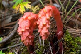 Image result for Monotropa  hypopitys